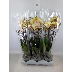 Phalaenopsis   ...yellow