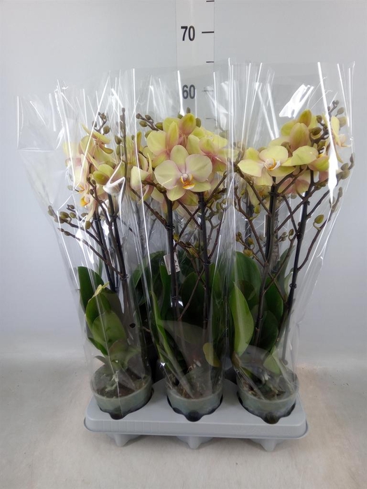 <h4>Phalaenopsis ...yellow</h4>