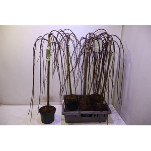 arr8 Salix Cap Kilmarnock