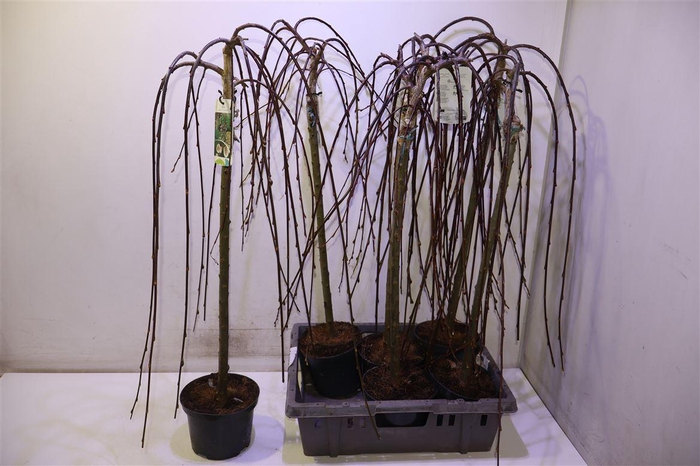 <h4>Salix Cap Kilmarnock</h4>