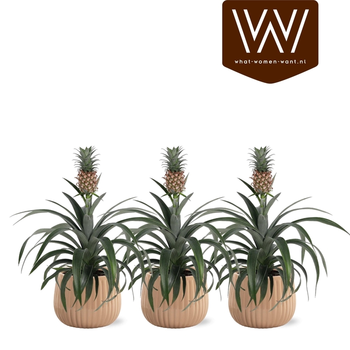<h4>ANANAS OV</h4>