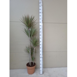 Dracaena marg. 'Bicolor'