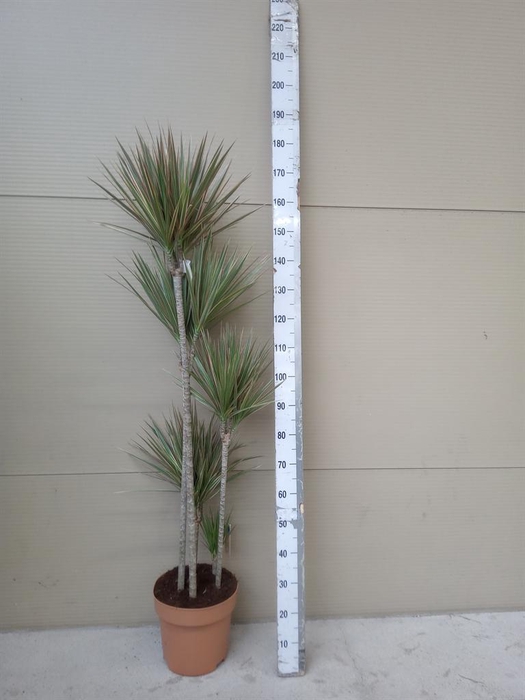 <h4>Dracaena marg. 'Bicolor'</h4>