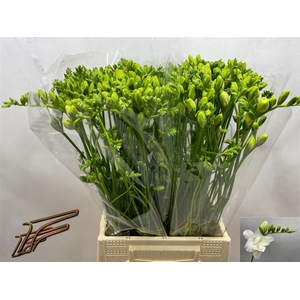 Fr Du Volante Extra!!