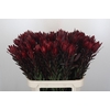 Leucadendron Saf Sunset Dark R.