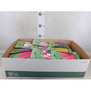 Hyacinthus   ...flowerbulbs