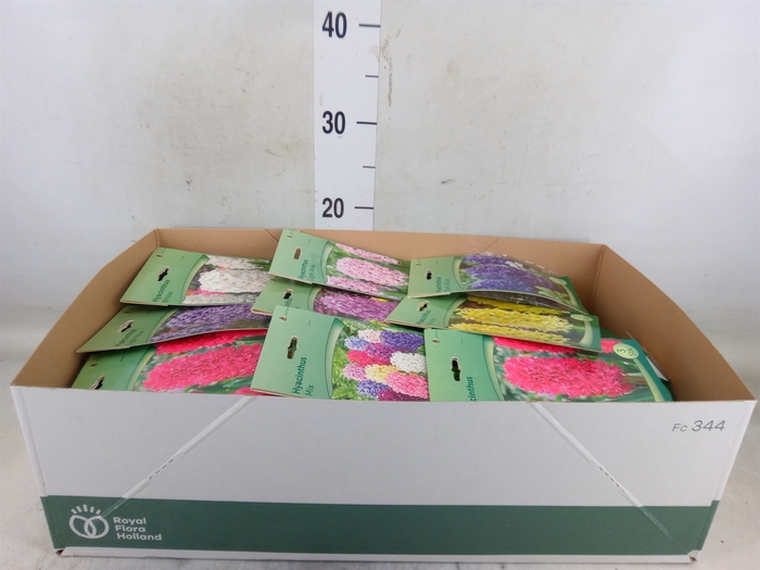 <h4>Hyacinthus   ...flowerbulbs</h4>