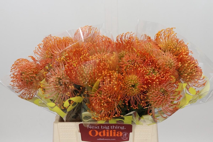 <h4>Nutans Cordifolium</h4>
