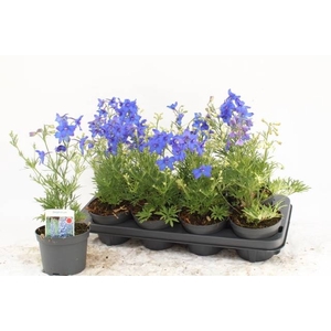 DELP GRANDIFLORUM