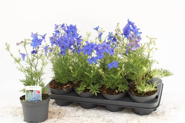 <h4>DELP GRANDIFLORUM</h4>
