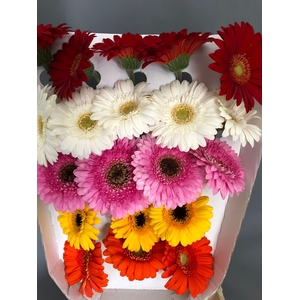 Gerbera Mini Mix
