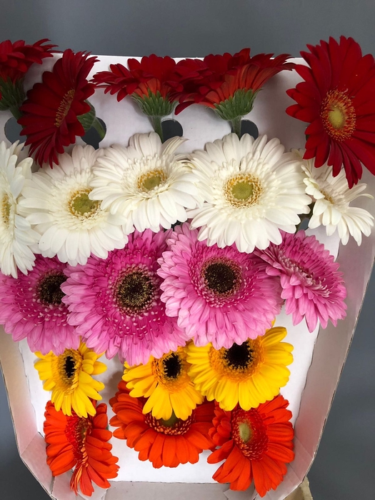 <h4>Gerbera Mini Mix</h4>
