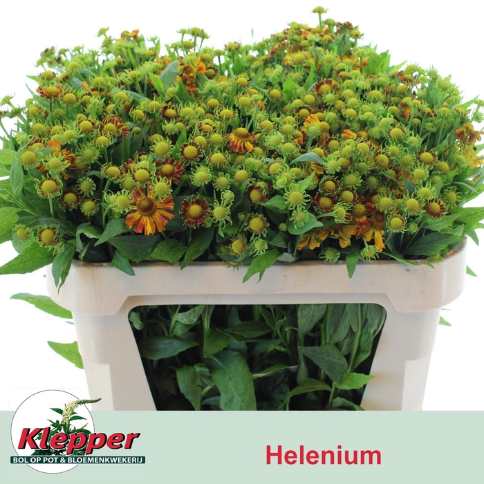 <h4>HELEN ORANGE BEAUTY</h4>