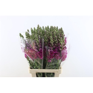 Antir Potomac Purple