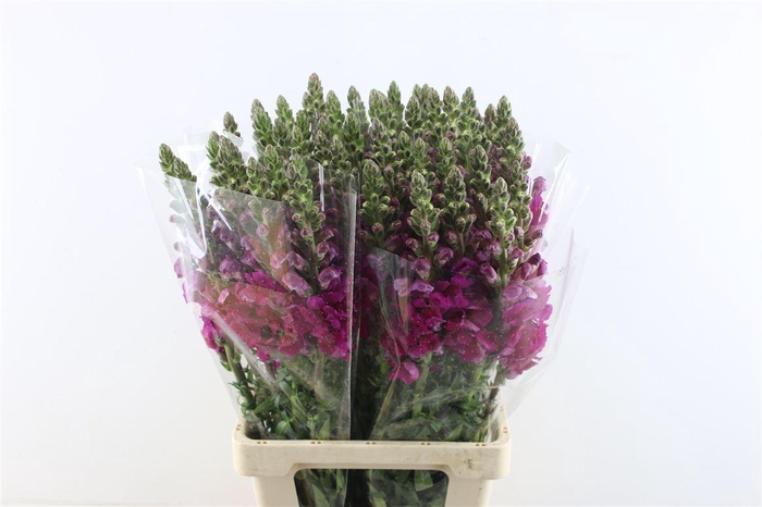 <h4>Antir Potomac Purple</h4>