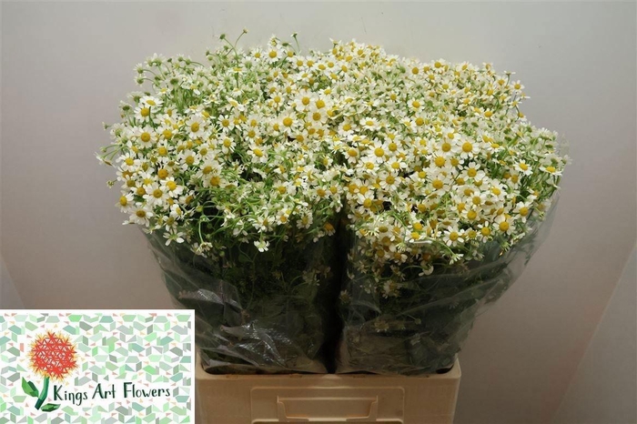 <h4>TANA PA CAMERON</h4>