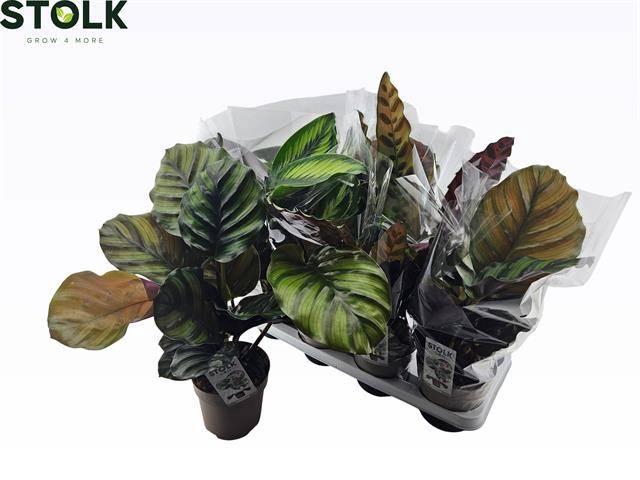 <h4>CALAT GEM 4 SRT</h4>