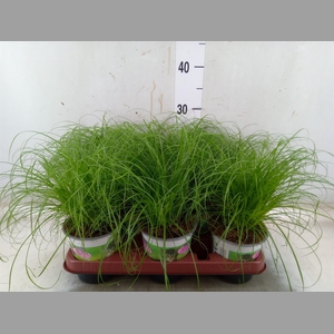 Cyperus alternifolius 'Zumula'