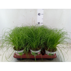Cyperus alternifolius 'Zumula'