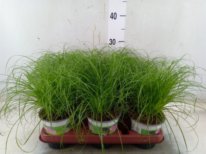 <h4>Cyperus alternifolius 'Zumula'</h4>