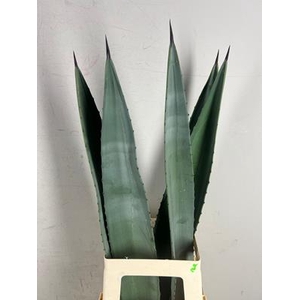 Agave Americana Blad