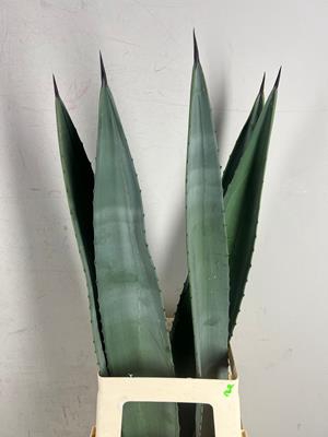 <h4>Agave Americana Blad</h4>