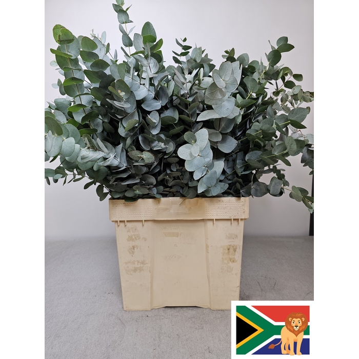 <h4>EUC CINEREA PB BUSH</h4>