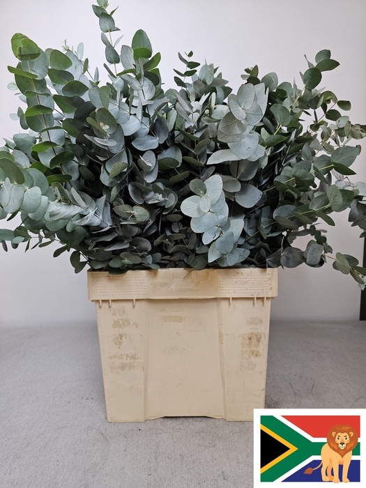 EUC CINEREA PB BUSH