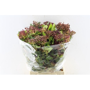 Viburnum Berry 250 Gram