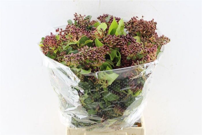 <h4>Viburnum Berry 250 Gram</h4>