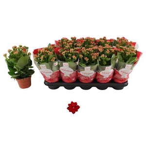 .Kalanchoe don justino