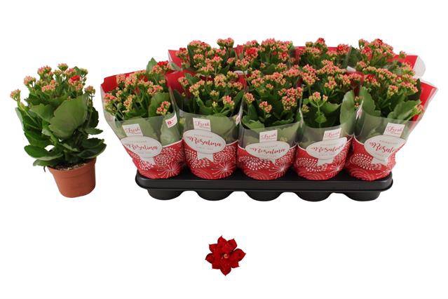 <h4>.Kalanchoe don justino</h4>