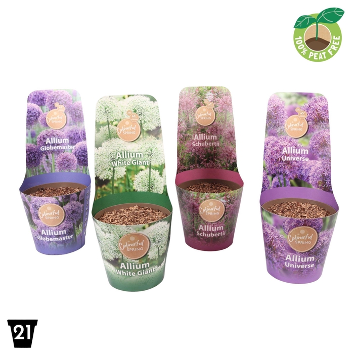 <h4>Allium Gemengd Potcover</h4>