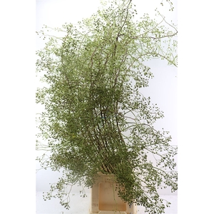 Rosa Corallo Green