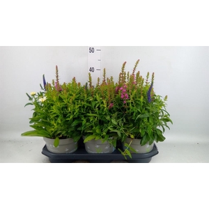 Vaste pltn   ...mix in pot [Perenni