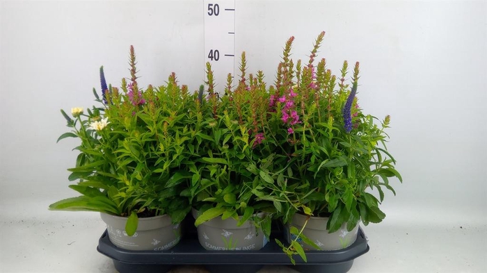 <h4>Vaste pltn   ...mix in pot [Perenni</h4>
