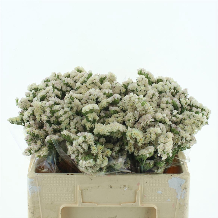 <h4>Limonium St Apricot Sun Birds X50</h4>