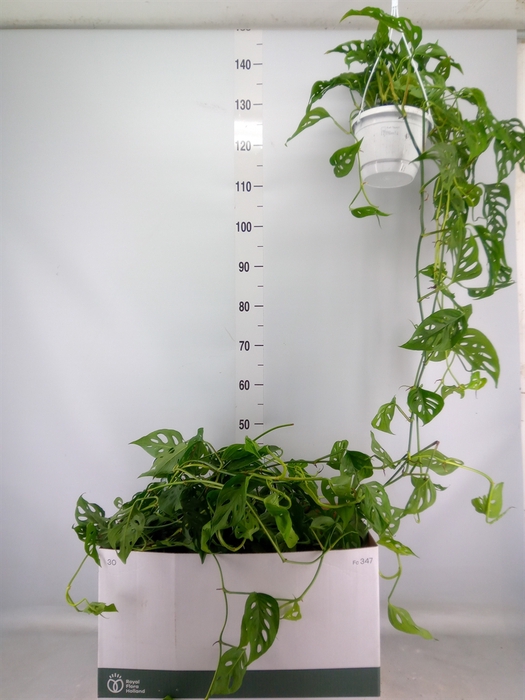 <h4>Monstera obliqua 'Leichtlinii'</h4>