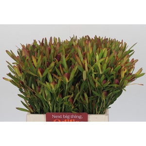 Leucadendron Ayoba Cherry Pearl Spray