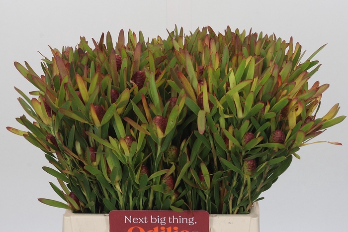 <h4>Leucadendron Ayoba Cherry Pearl Spray</h4>