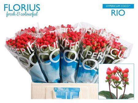 <h4>Hyp Coco Rio Red</h4>