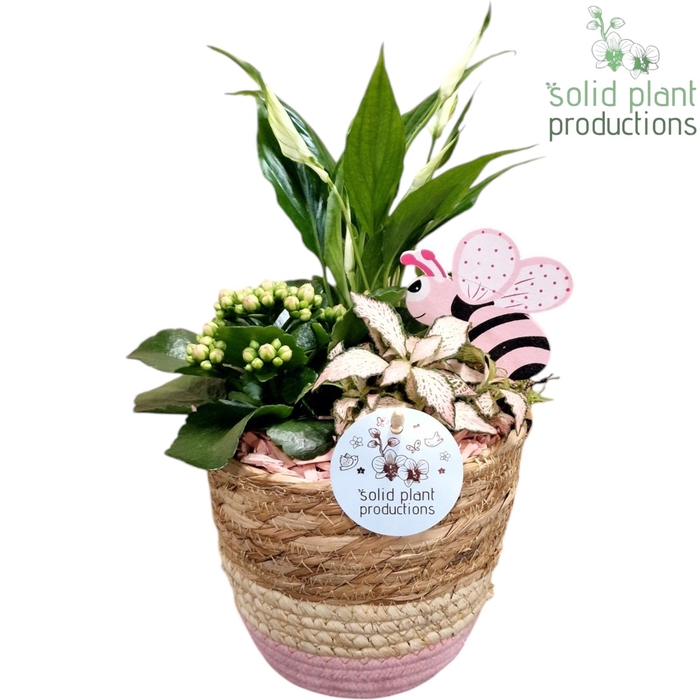 <h4>SP020 Babs Basket Small Pink Spathiphyllum</h4>