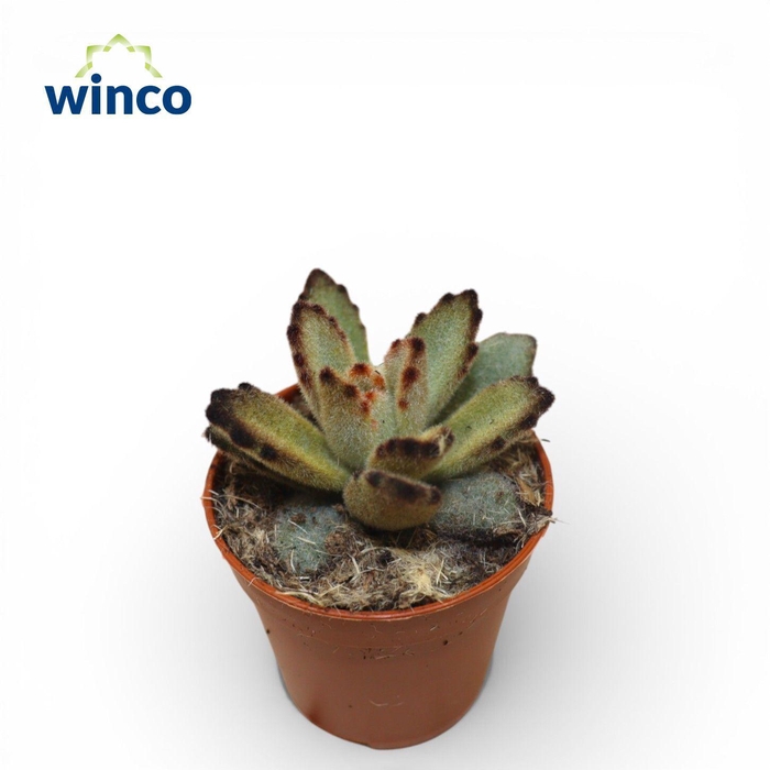 <h4>Kalanchoe Coffeebean</h4>