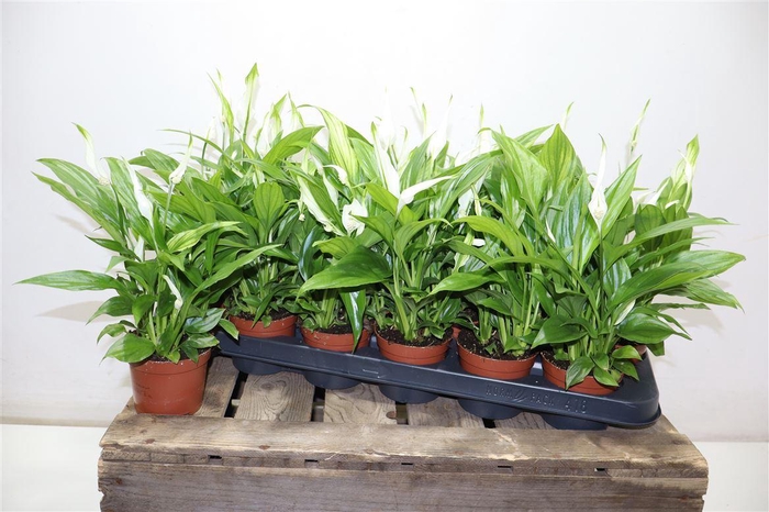 <h4>Spath Pearl Cupido</h4>