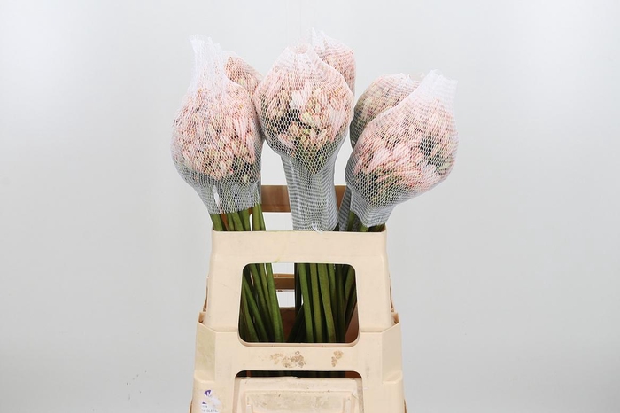 <h4>Agapanthus Kl Bh Oranje</h4>