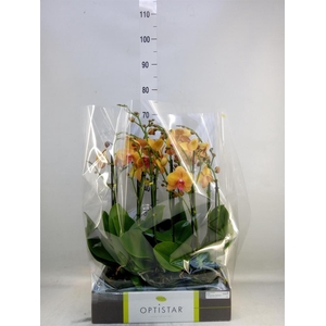 Phalaenopsis   ...orange