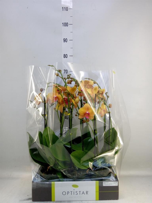 <h4>Phalaenopsis ...orange</h4>
