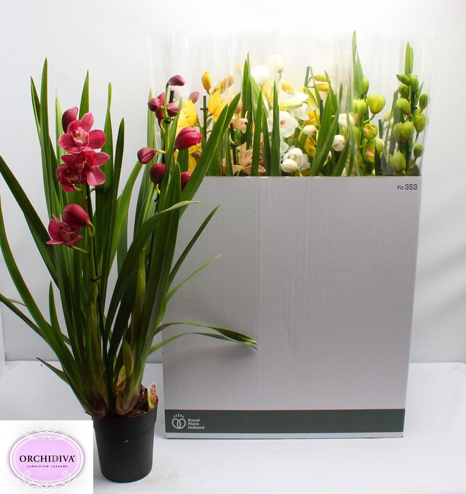 <h4>CYMB GEMENGD</h4>