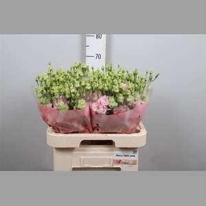 Eus G Alissa Light Pink