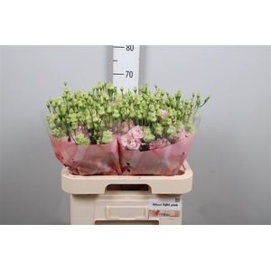 Eus G Alissa Light Pink